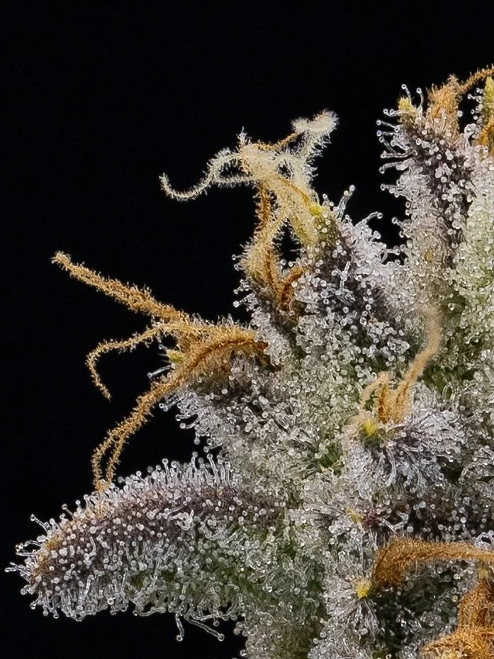 Our Strains — Kootenay Cultivar